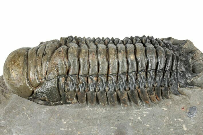 Prone Crotalocephalina Trilobite - Atchana, Morocco #322275